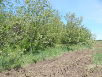Лісові мульчери Seppi M корчують старі сади в Україні